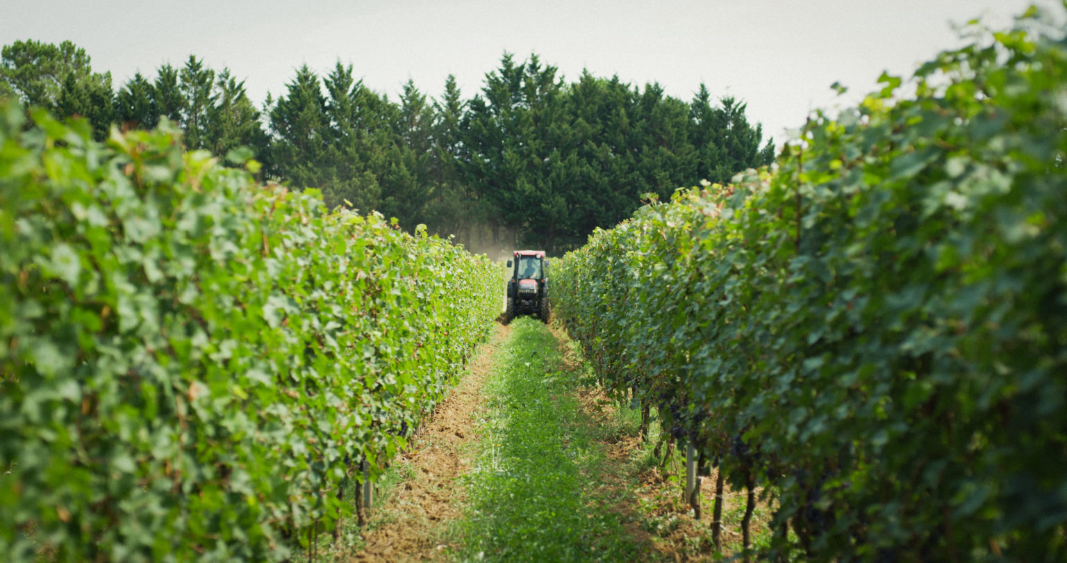 À la découverte de nos vignerons 